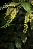 Mahonia japonica Bealei Group RCP1-08 072.jpg